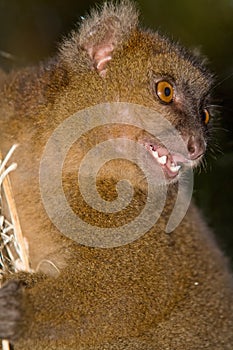 Greater Bamboo Lemur