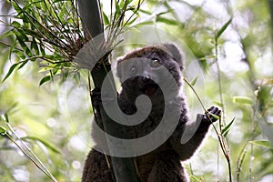 Greater Bamboo Lemur (Hapalemur simus) photo