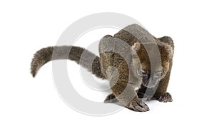Greater bamboo lemur looking down and trying to catch something on the ground, Prolemur simus, Isolated on white photo