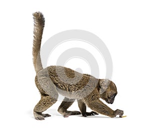 Greater bamboo lemur looking down and trying to catch something on the ground, Prolemur simus, Isolated on white photo