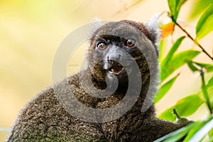 Greater Bamboo Lemur - Prolemur simus photo