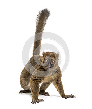 Greater bamboo lemur, Prolemur simus, Isolated on white photo