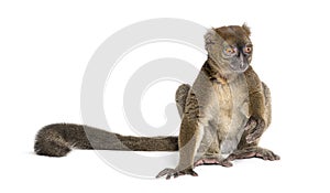 Greater bamboo lemur sitting one hand on the ground, Prolemur simus, Isolated on white photo
