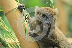 Greater bamboo lemur photo