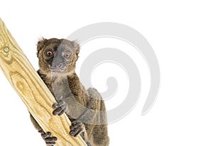 Greater bamboo lemurclimbing on a piece of wood and looking at the camera, Prolemur simus, Isolated on white photo