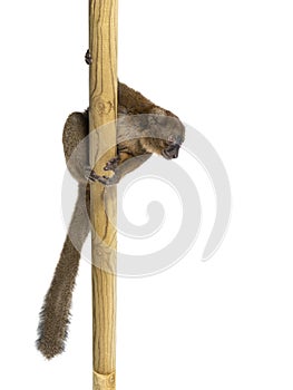 Greater bamboo lemurclimbing on a piece of wood, Prolemur simus, Isolated on white photo
