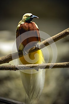 Greater bird-of-paradise Paradisaea apoda