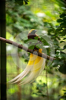 The Greater Bird-of-paradise or Paradisaea apoda stands on a branch in a cage at the zoo. Green tree and leaf background And has