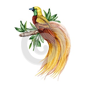Greater bird of paradise on a tree branch. Watercolor illustration. Hand drawn exotic tropical avian with bright