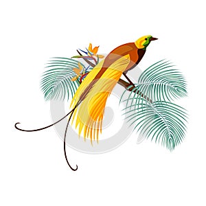 Greater bird-of-paradise with yellow tail sitting on branch photo