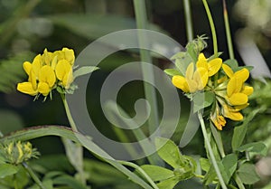 Greater Bird`s-foot Trefoil