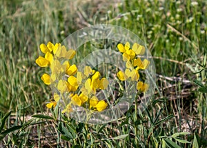 Greater Birds-foot Trefoil, Lotus pedunculatus yellow flowers in South Table Mountain Park