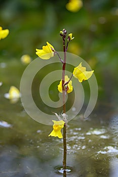 Greater bladderwort Utricularia vulgaris, bright yellow flowers photo