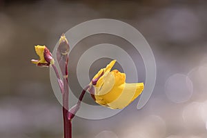Greater bladderwort Utricularia vulgaris, close-up of flower on red stem photo