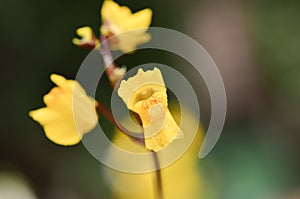 Greater bladderwort Utricularia vulgaris, close-up of flowers