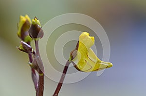 Greater bladderwort Utricularia vulgaris, close-up flowers and buds photo
