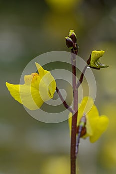 Greater bladderwort Utricularia vulgaris, yellow flowers