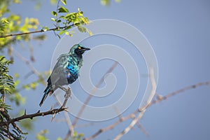 Greater Blue-eared Glossy Starling in Kruger National park, South Africa