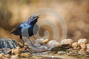 Greater Blue-eared Glossy Starling in Kruger National park, South Africa