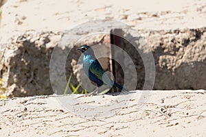 Greater blue-eared glossy-starling Lamprotornis chalybaeus