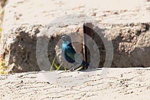 Greater blue-eared glossy-starling Lamprotornis chalybaeus