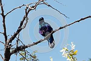 Greater blue-eared glossy-starling Lamprotornis chalybaeus