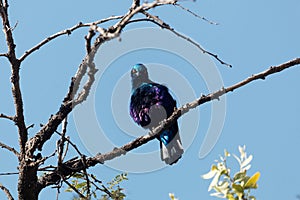 Greater blue-eared glossy-starling Lamprotornis chalybaeus