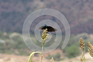 Greater blue-eared glossy-starling Lamprotornis chalybaeus