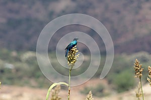 Greater blue-eared glossy-starling Lamprotornis chalybaeus