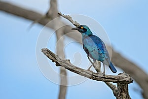 Greater Blue-eared Glossy-starling - Lamprotornis chalybaeus
