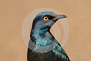 Greater blue-eared starling