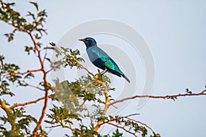 Greater blue-eared starling