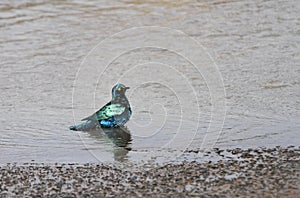 Greater Blue-eared Starling are also called as Greater Blue-eared Glossy-Starling