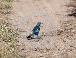 A greater blue-eared starling amprotornis chalybaeus Stands on Dirt Road