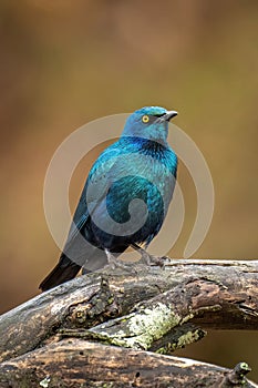 Greater blue-eared starling on branch eyeing camera