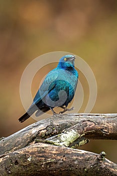 Greater blue-eared starling on branch lifting foot