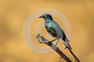 Greater blue-eared starling on branch in profile