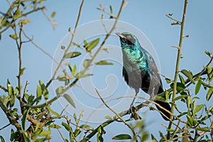 Greater blue-eared starling on bush lifting beak