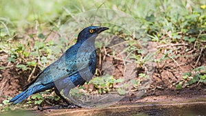 Greater blue-eared Starling Drinking Water