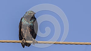 Greater blue-eared Starling on Electric Wire