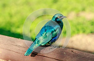 A greater blue-eared starling on a fence