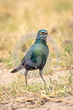 Greater blue-eared starling on grass opening beak