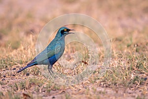 Greater blue-eared starling on grass in profile