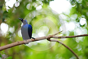 Greater blue-eared starling or greater blue-eared glossy-starling