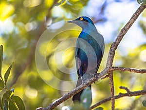 Greater blue eared Starling photo