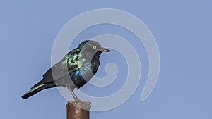 Greater blue-eared Starling on Iron Post