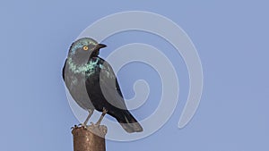 Greater blue-eared Starling on Iron Post