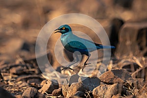 Greater blue-eared starling jumps over rocky ground