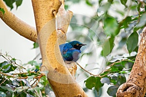 Greater Blue-eared Starling (Lamprotornis chalybaeus