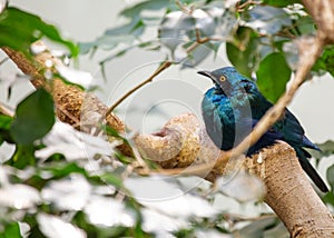 Greater Blue-eared Starling (Lamprotornis chalybaeus